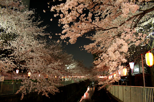 高井戸の夜桜